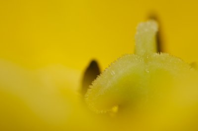 L'intérieur d'une tulipe rouge_4538454892_l.jpg